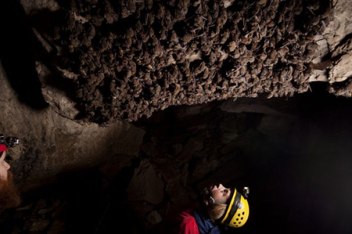 bats in the cave