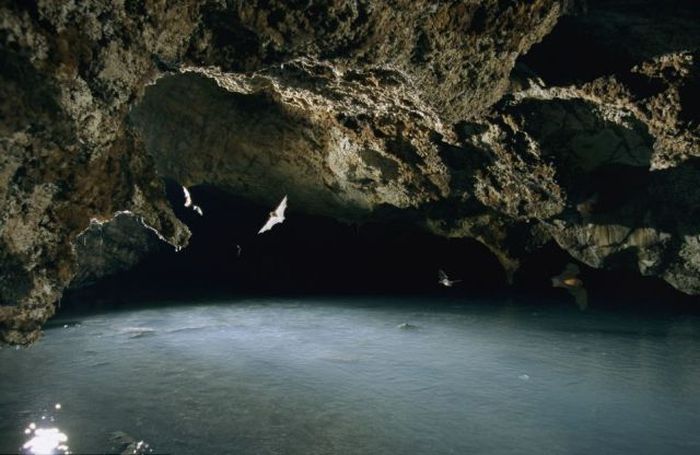 bats in the cave
