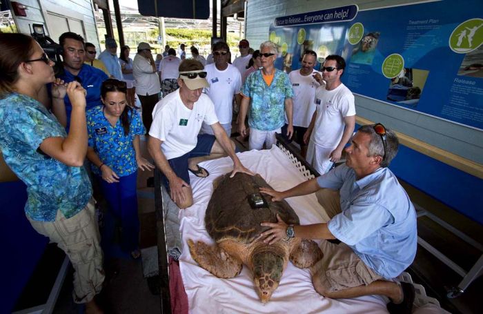 Kahuha, sea turtle