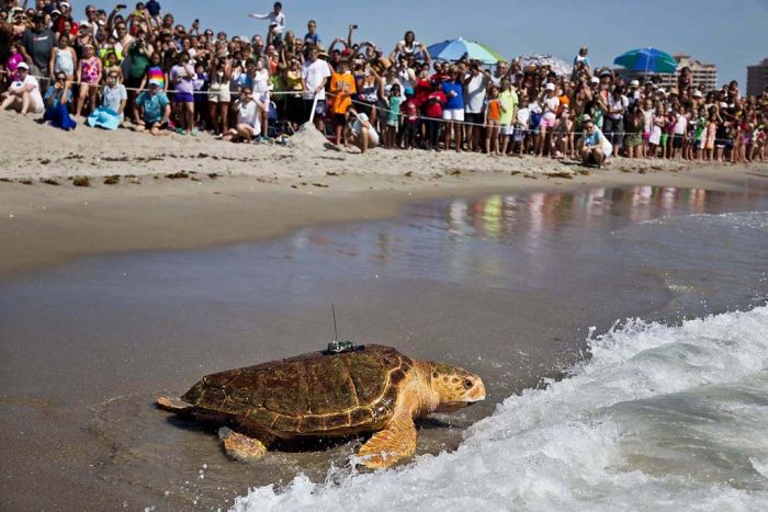 Kahuha, sea turtle