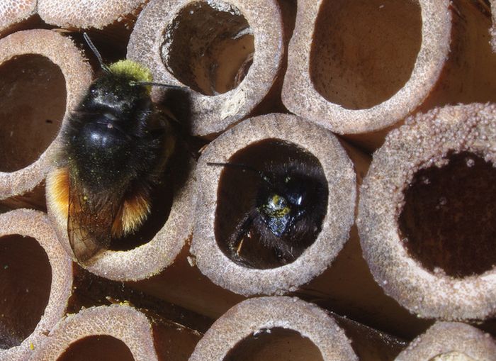 bee insect hotel structure