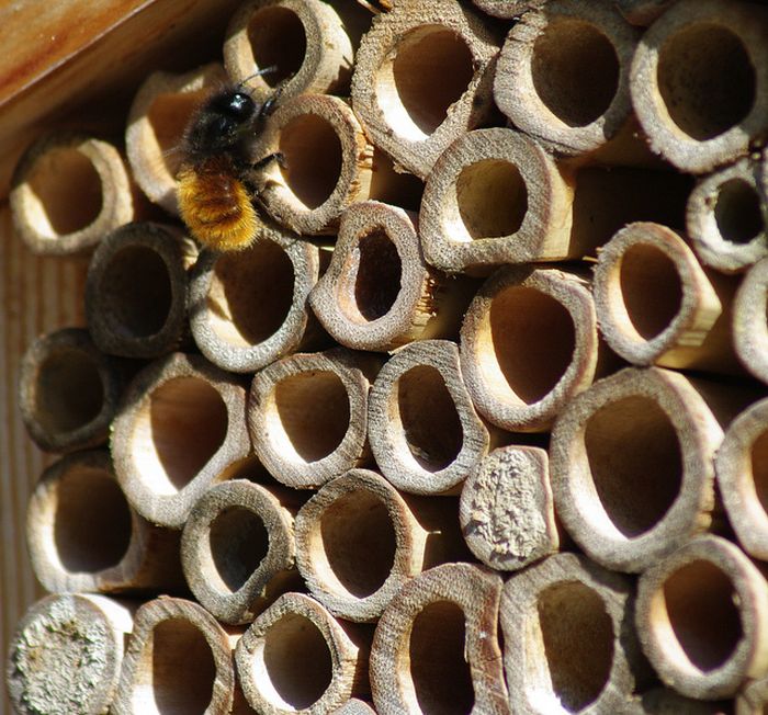 bee insect hotel structure