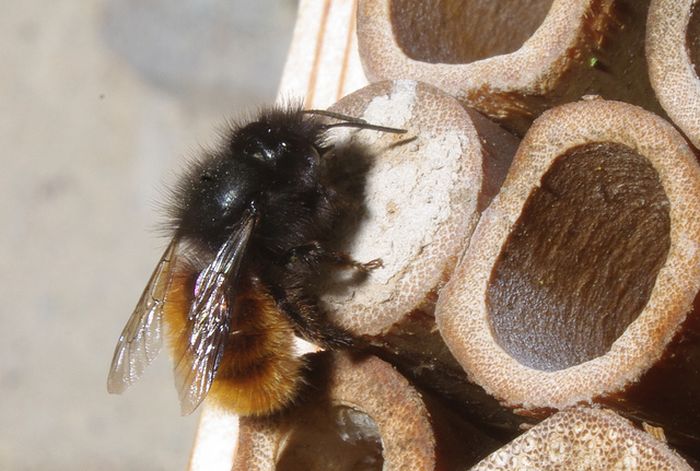 bee insect hotel structure