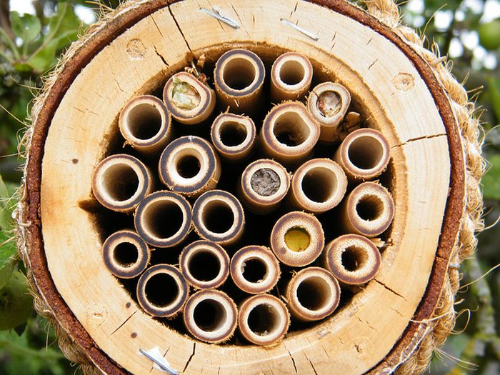 bee insect hotel structure