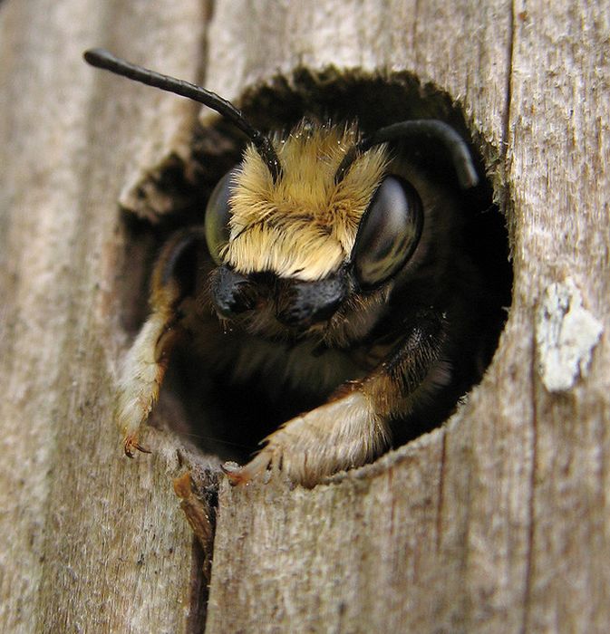 bee insect hotel structure