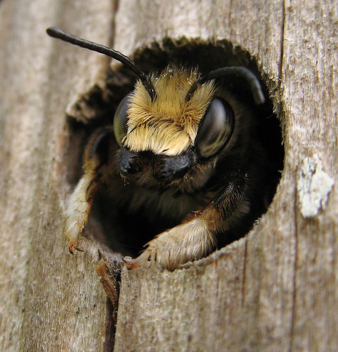 bee insect hotel structure