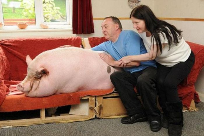 grown-up pig pet