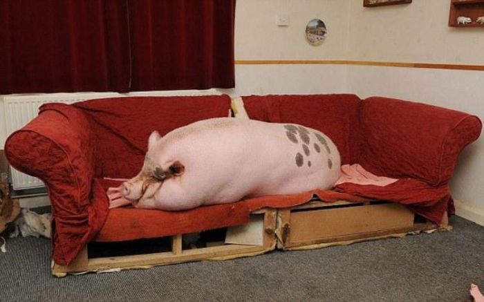 grown-up pig pet