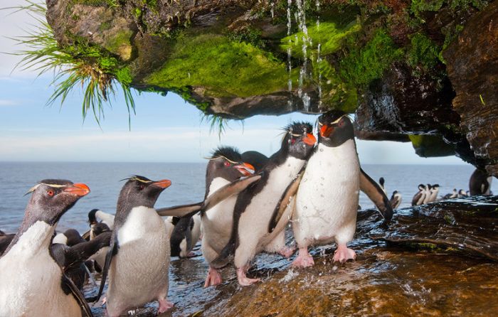 penguins taking a shower