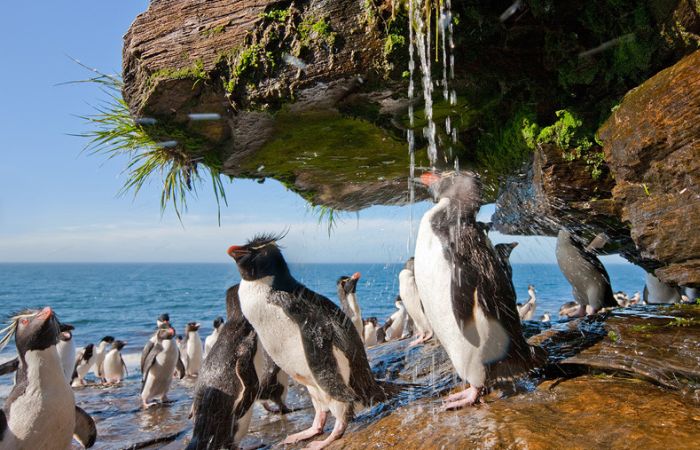 penguins taking a shower