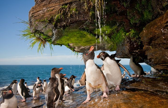 penguins taking a shower