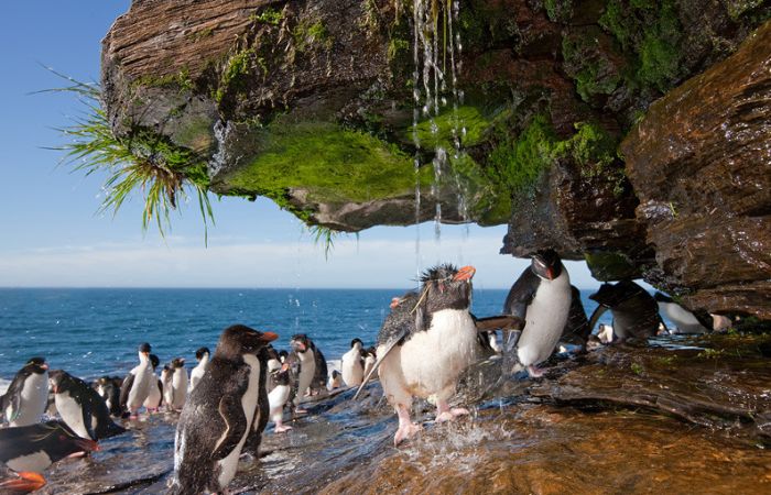 penguins taking a shower