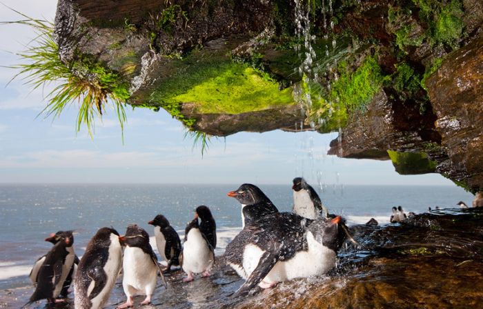 penguins taking a shower