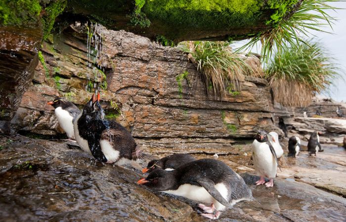 penguins taking a shower