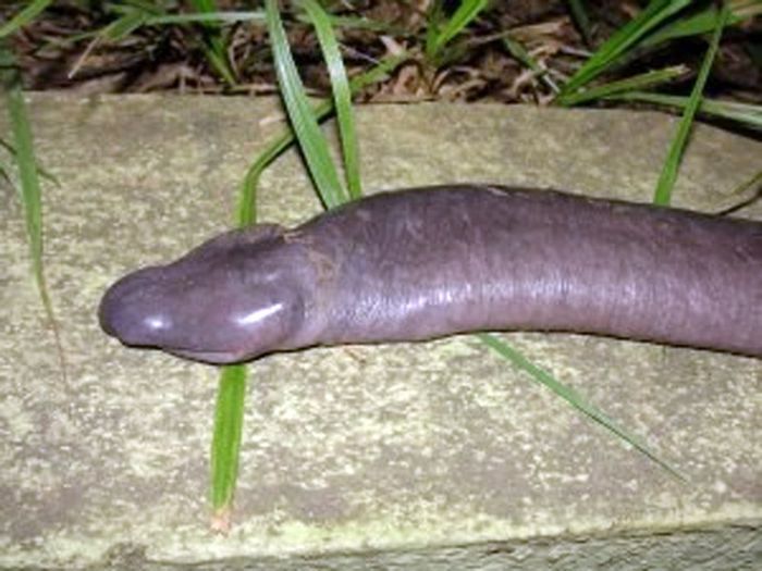 atretochoana eiselti