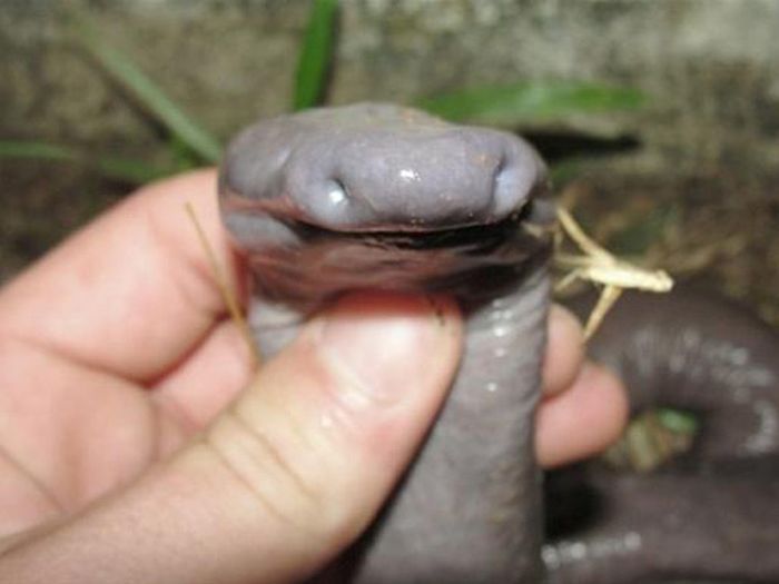 atretochoana eiselti