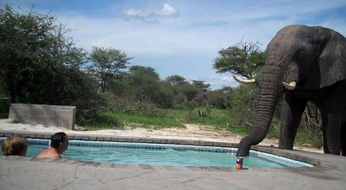 elephant at the swimming pool