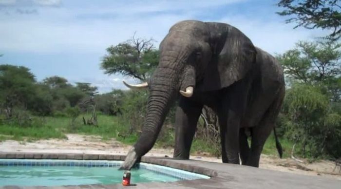 elephant at the swimming pool