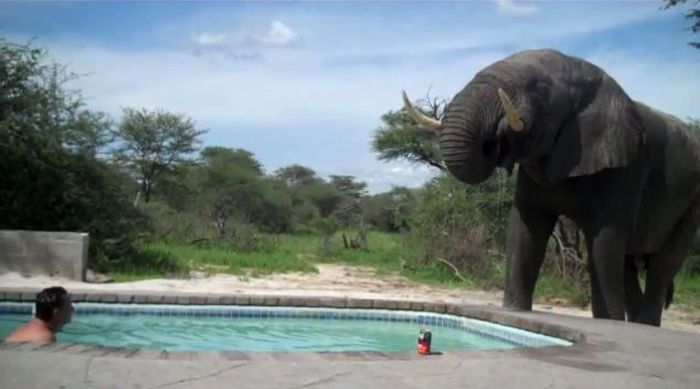 elephant at the swimming pool