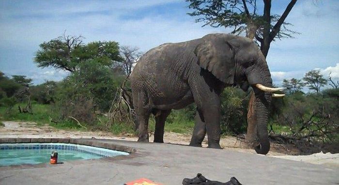 elephant at the swimming pool