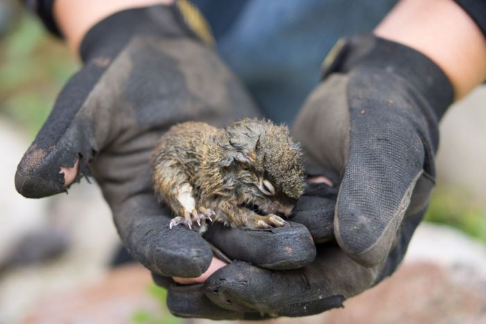 baby squirrel