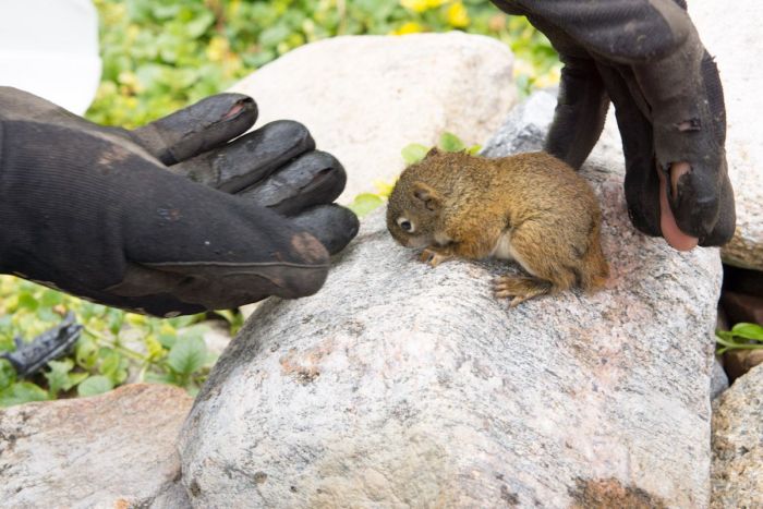 baby squirrel