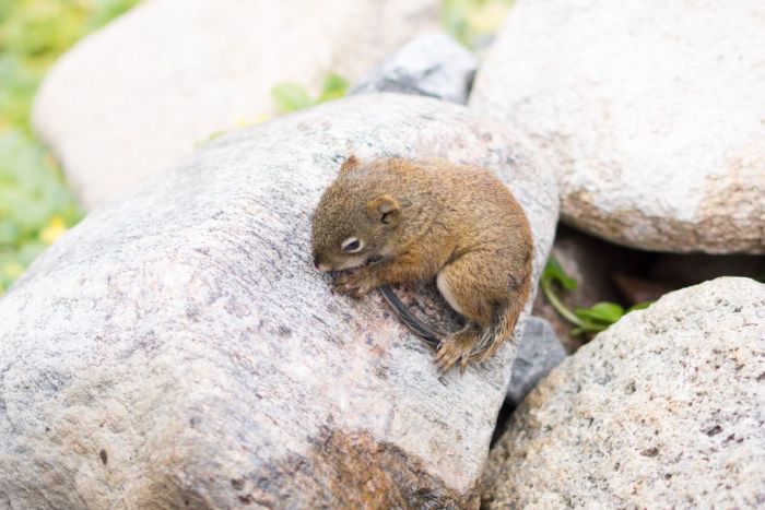 baby squirrel