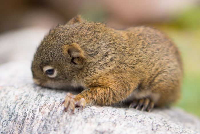 baby squirrel