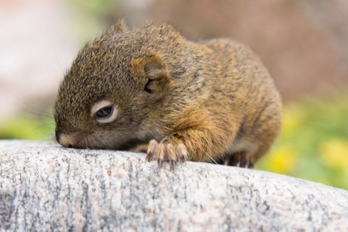 baby squirrel