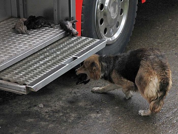 Mother dog saves puppies from fire, Santa Rosa de Temuco, Chile