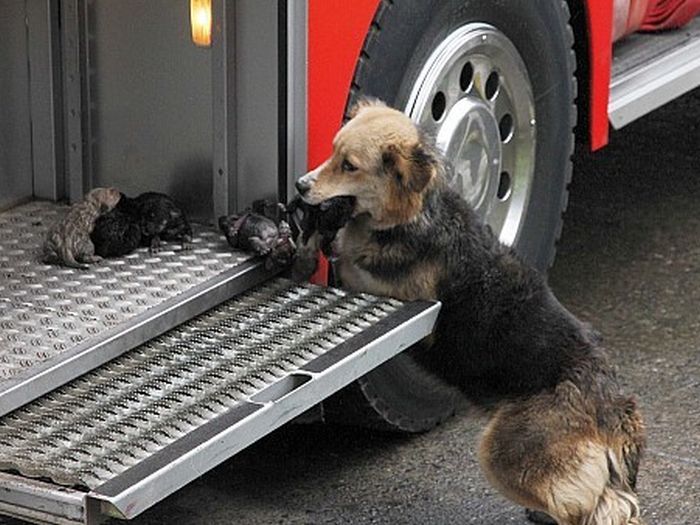 Mother dog saves puppies from fire, Santa Rosa de Temuco, Chile