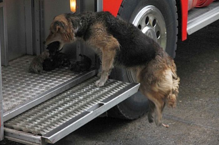 Mother dog saves puppies from fire, Santa Rosa de Temuco, Chile