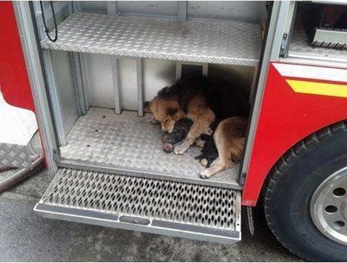 Mother dog saves puppies from fire, Santa Rosa de Temuco, Chile