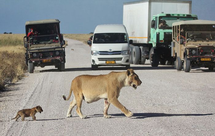 Lioness with cubs crossing the road, Etosha National Park, Namibia