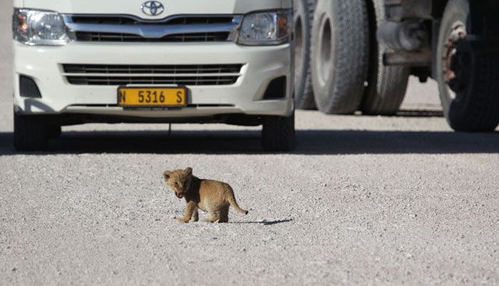 Lioness with cubs crossing the road, Etosha National Park, Namibia