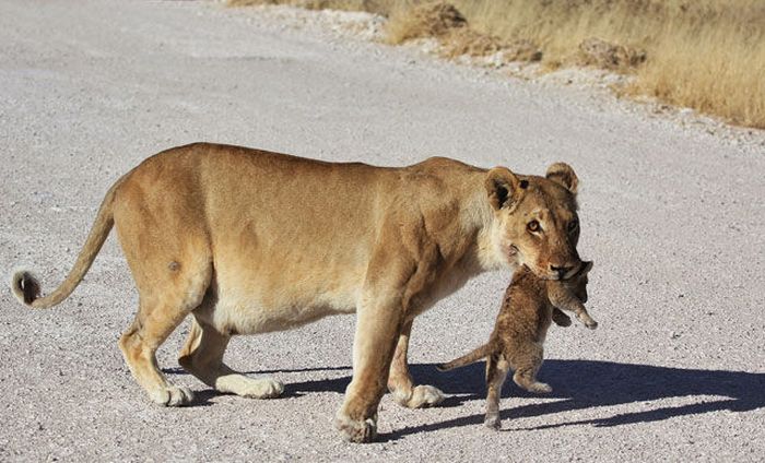 Lioness with cubs crossing the road, Etosha National Park, Namibia