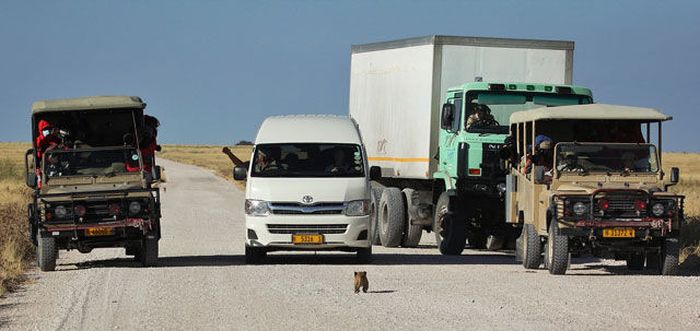 Lioness with cubs crossing the road, Etosha National Park, Namibia