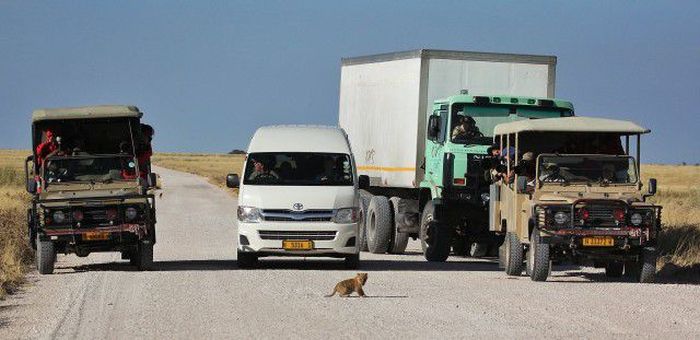 Lioness with cubs crossing the road, Etosha National Park, Namibia