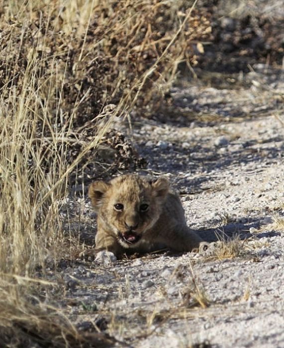 Lioness with cubs crossing the road, Etosha National Park, Namibia