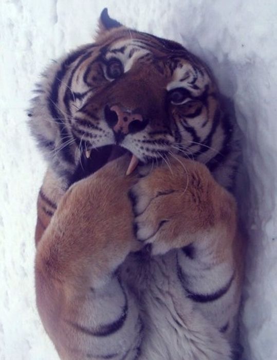 animal photography