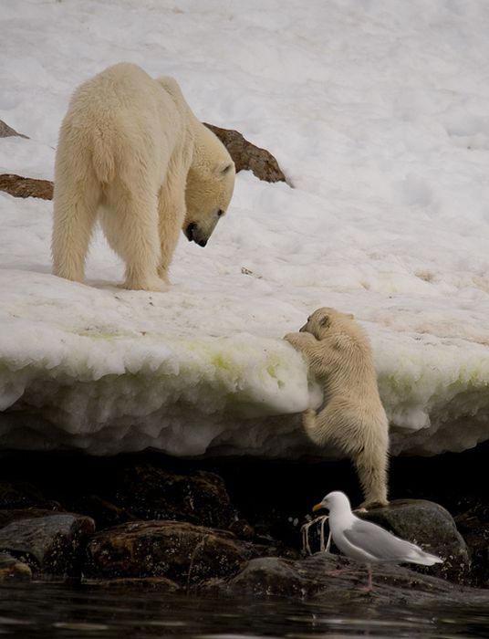 animal photography