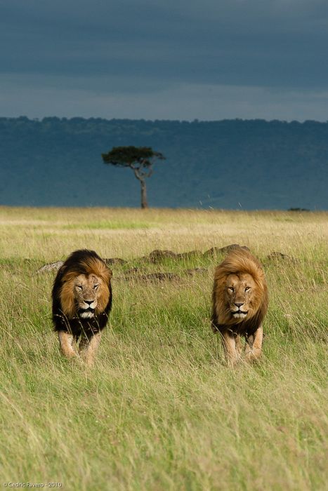 animal photography
