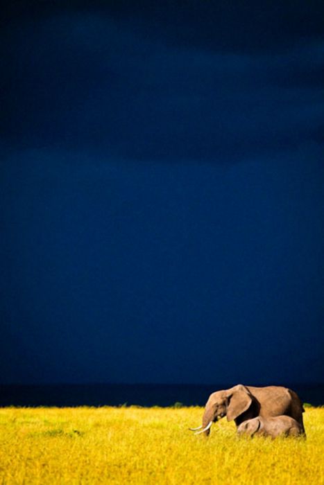 animal photography