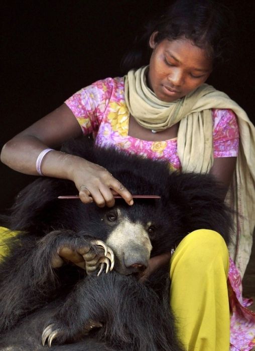 Pet bear, India