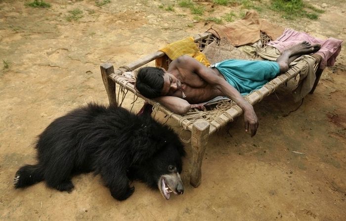 Pet bear, India