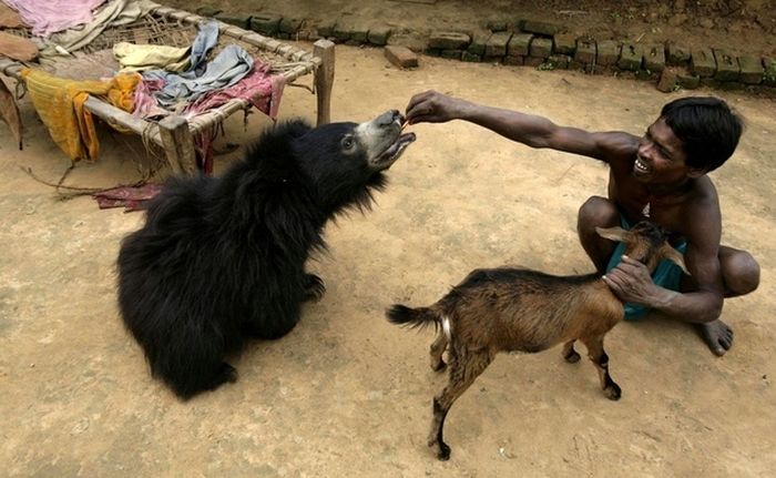 Pet bear, India