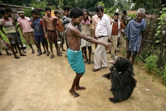 Pet bear, India