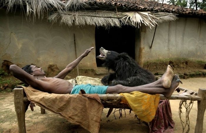 Pet bear, India