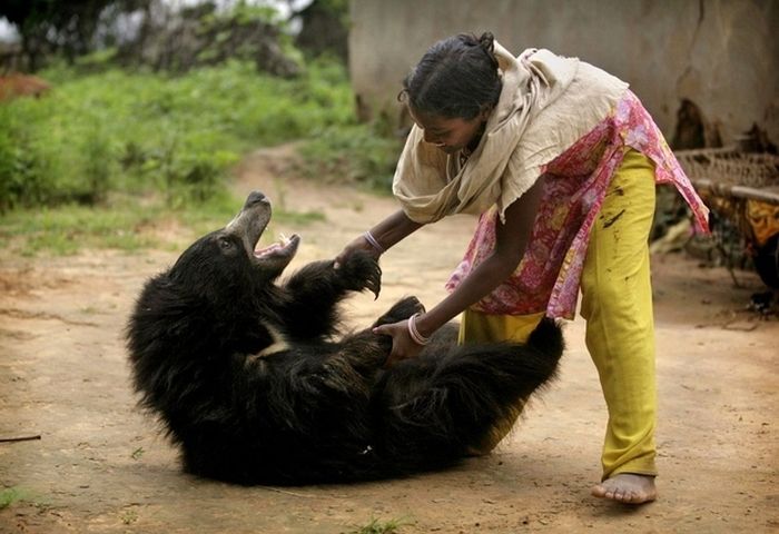 Pet bear, India