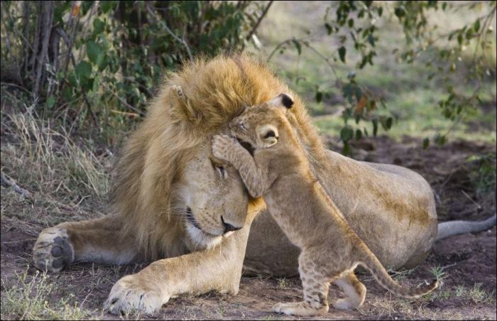 lion cubs with a family